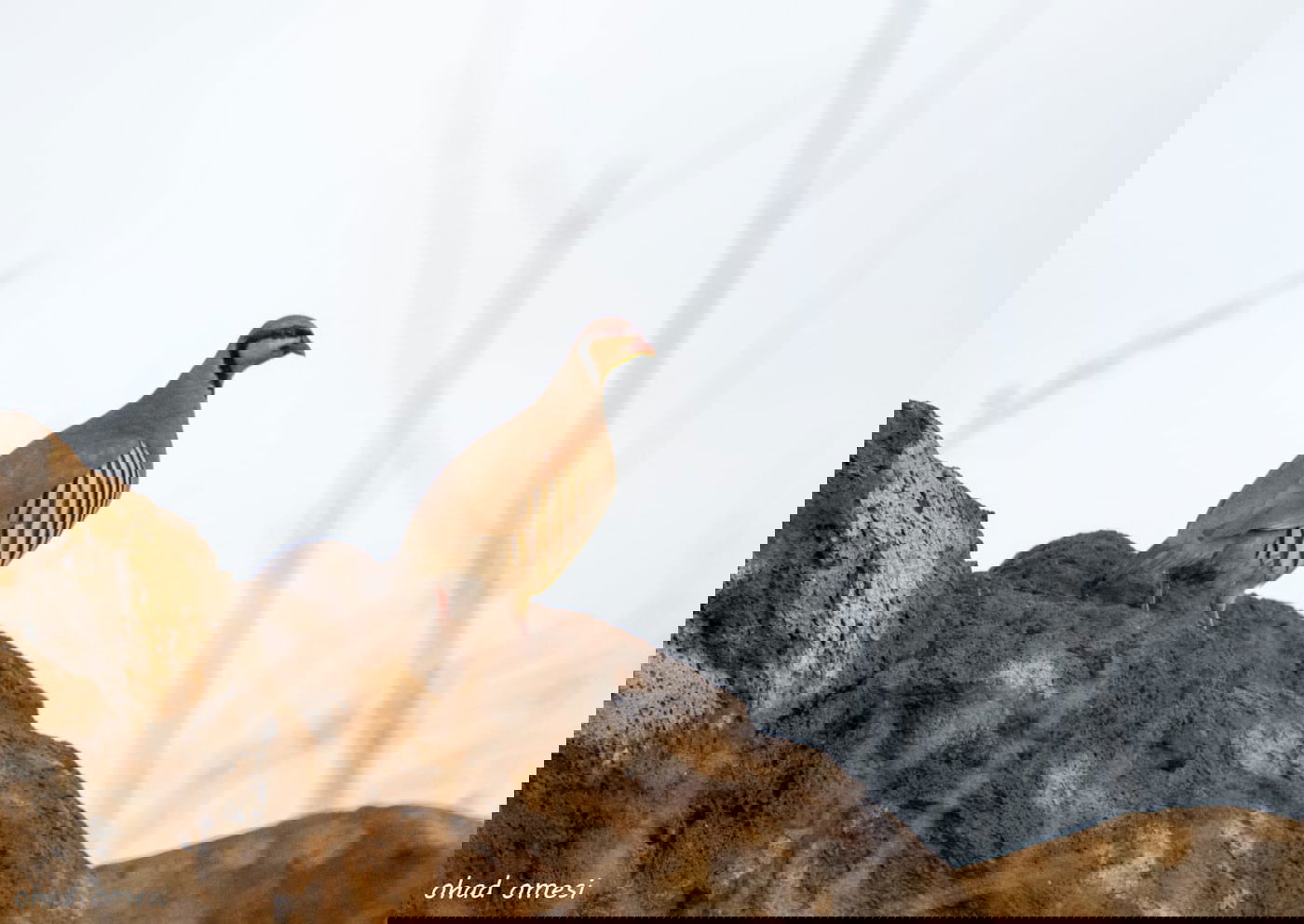 סוסים, חוגלות - וצבי ארץ ישראלי מתחבא