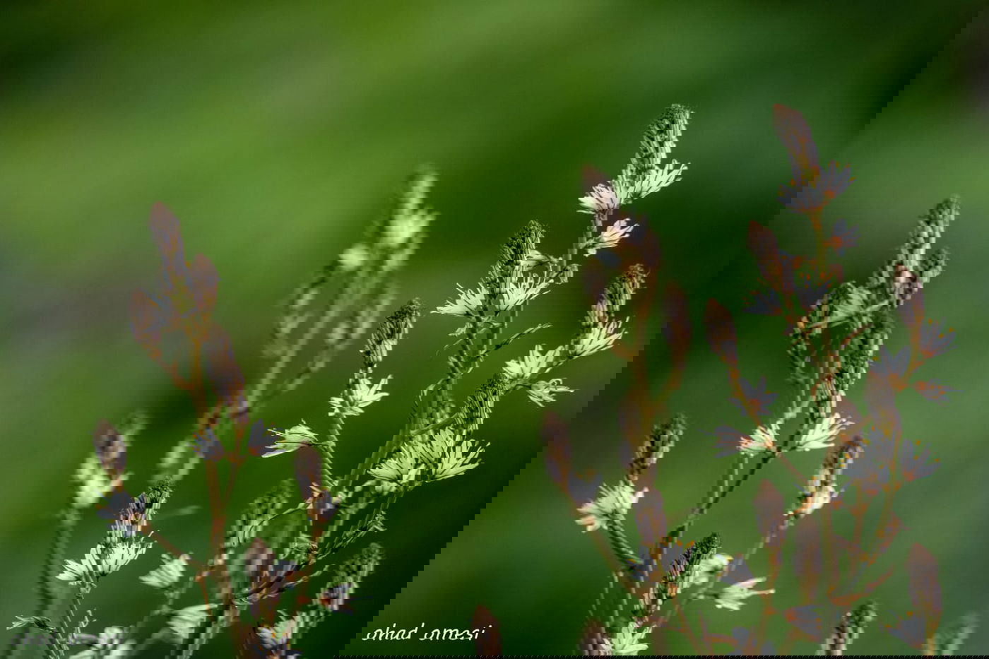 סוסים, חוגלות - וצבי ארץ ישראלי מתחבא