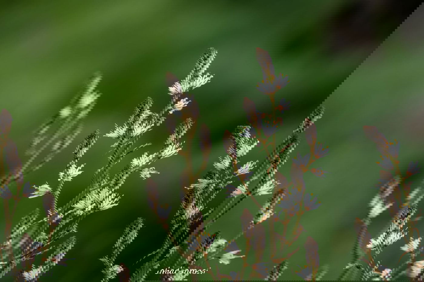 סוסים, חוגלות - וצבי ארץ ישראלי מתחבא