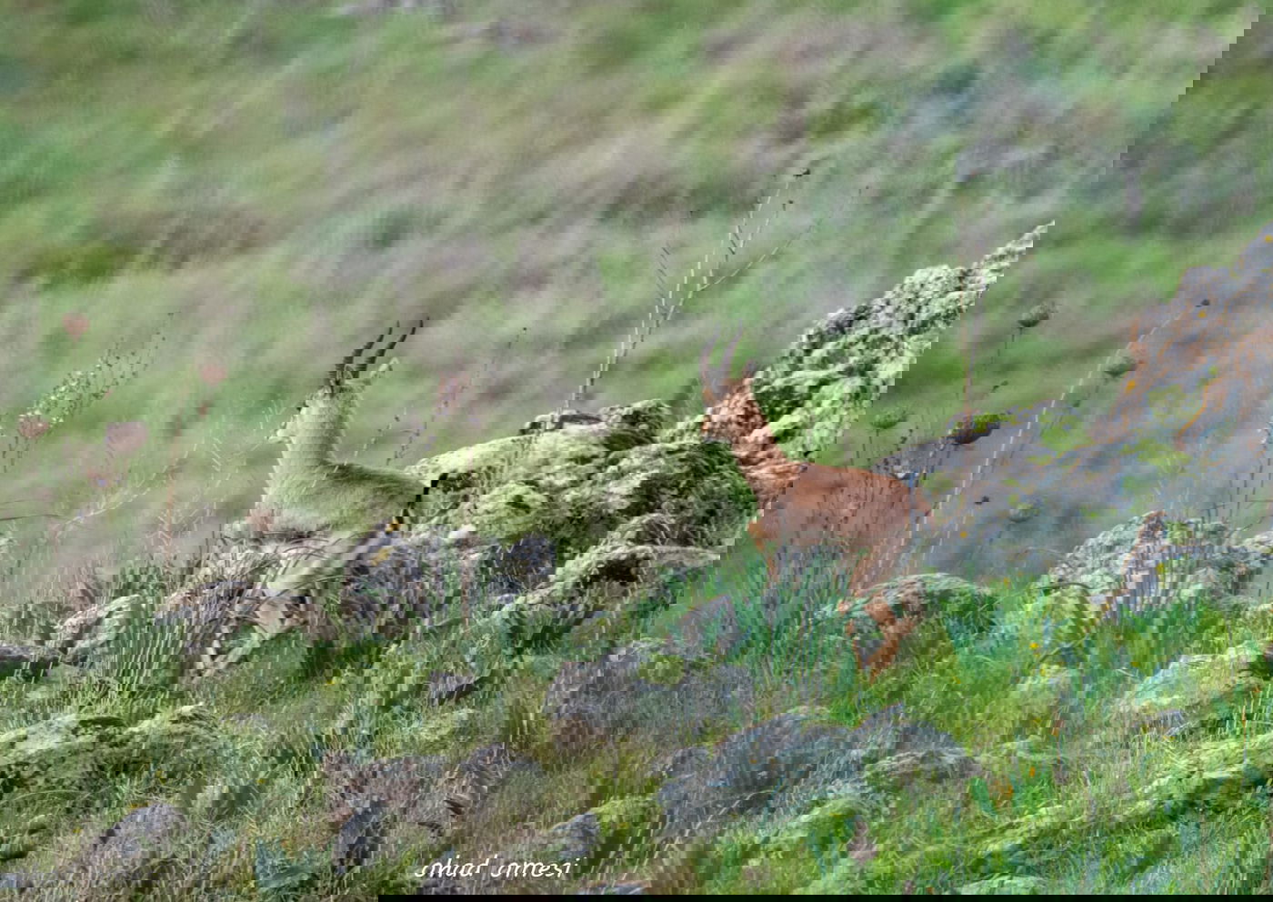 סוסים, חוגלות - וצבי ארץ ישראלי מתחבא