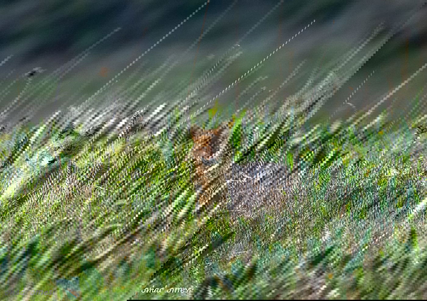 סוסים, חוגלות - וצבי ארץ ישראלי מתחבא