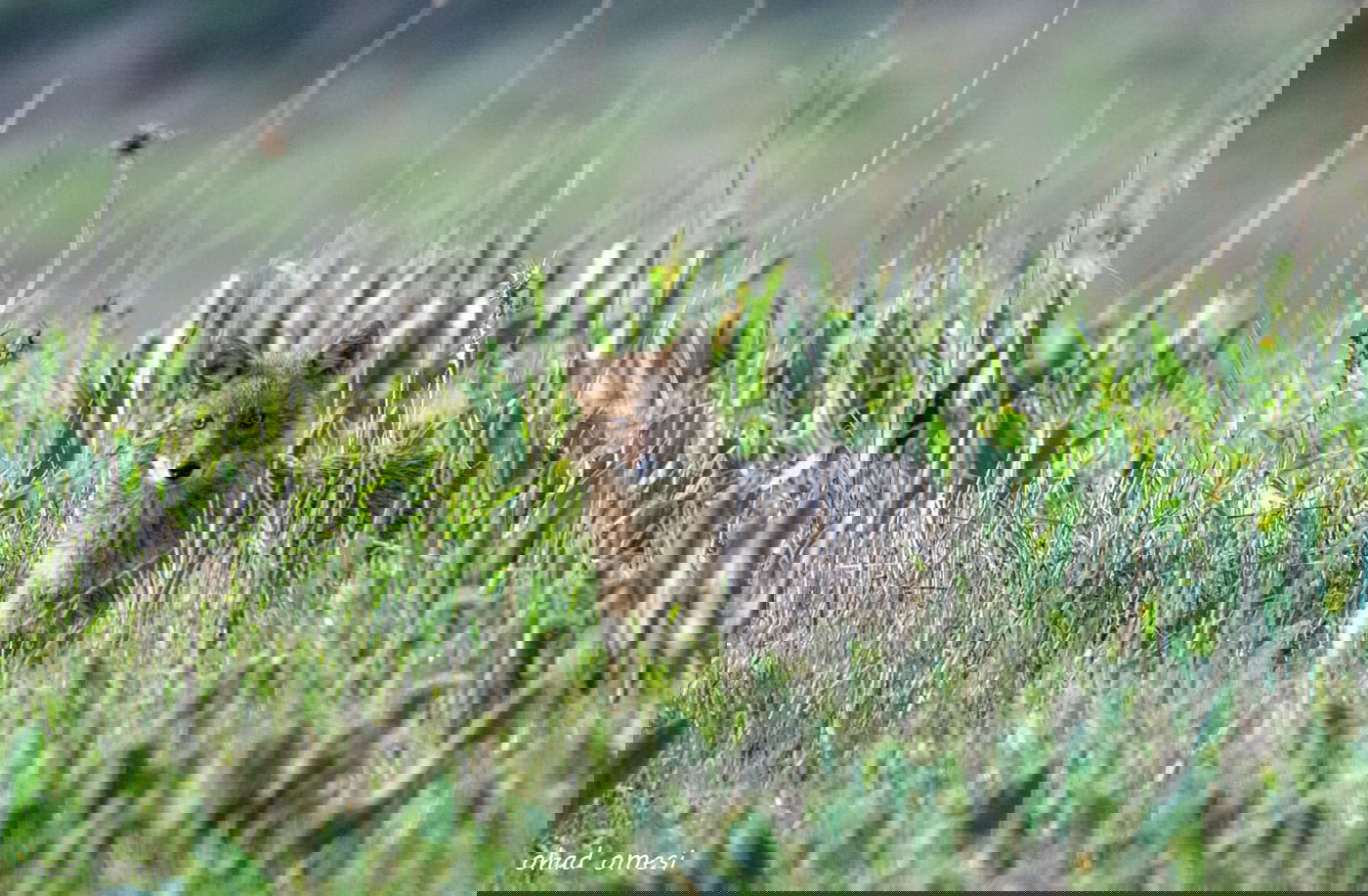 סוסים, חוגלות - וצבי ארץ ישראלי מתחבא