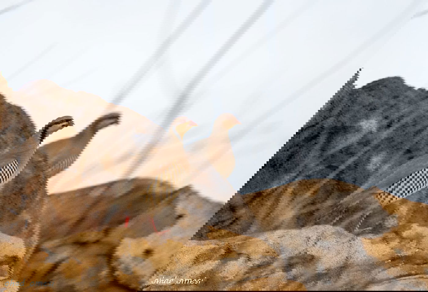 סוסים, חוגלות - וצבי ארץ ישראלי מתחבא