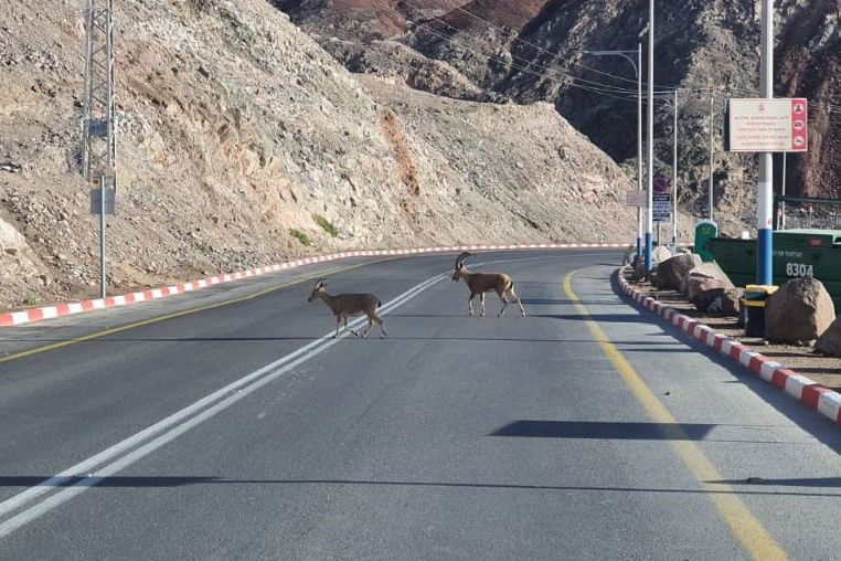 יעלים תועדו בכביש 90; צפו בתיעוד המיוחד