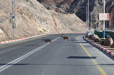 יעלים תועדו בכביש 90; צפו בתיעוד המיוחד
