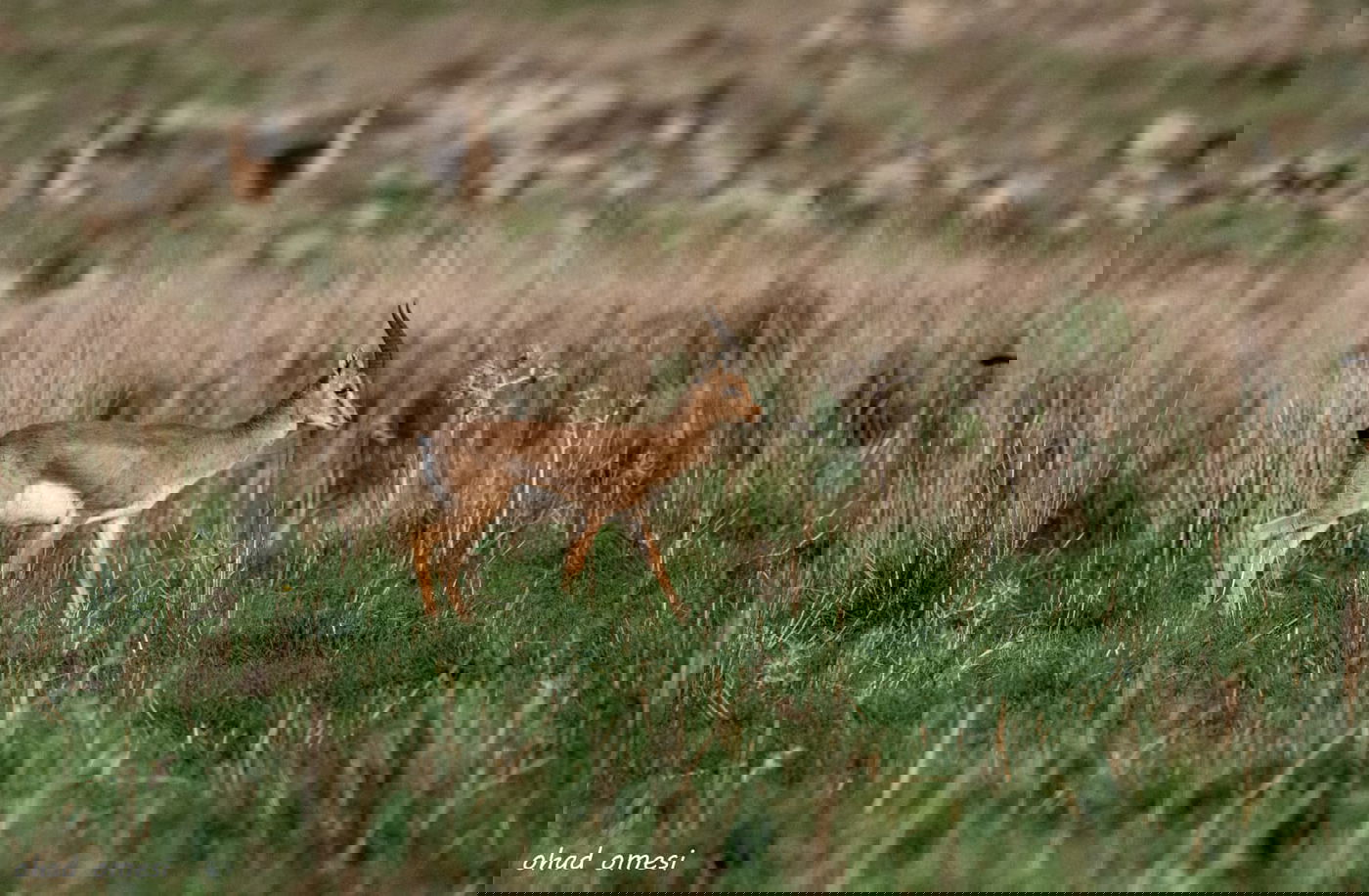 וואו: זרימה מדהימה בנחל דליות ובריכת קשת