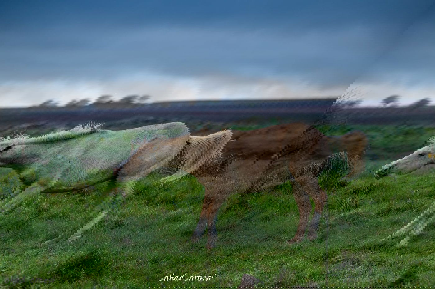 וואו: זרימה מדהימה בנחל דליות ובריכת קשת
