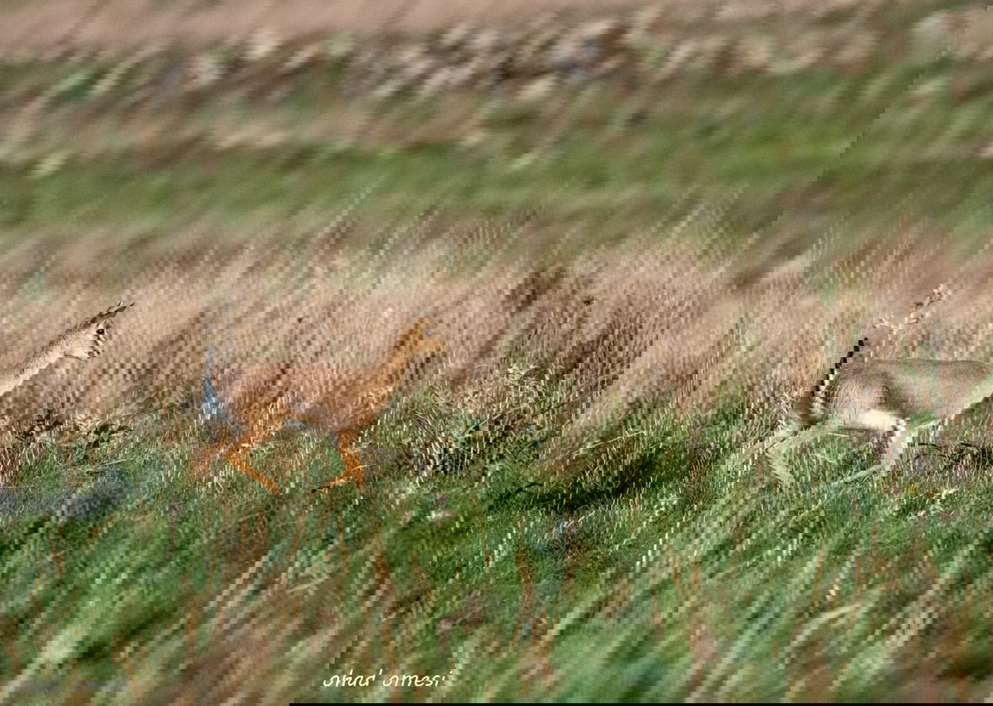 וואו: זרימה מדהימה בנחל דליות ובריכת קשת