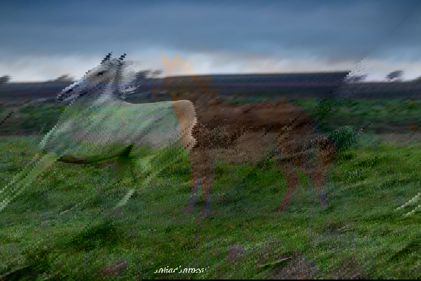 וואו: זרימה מדהימה בנחל דליות ובריכת קשת