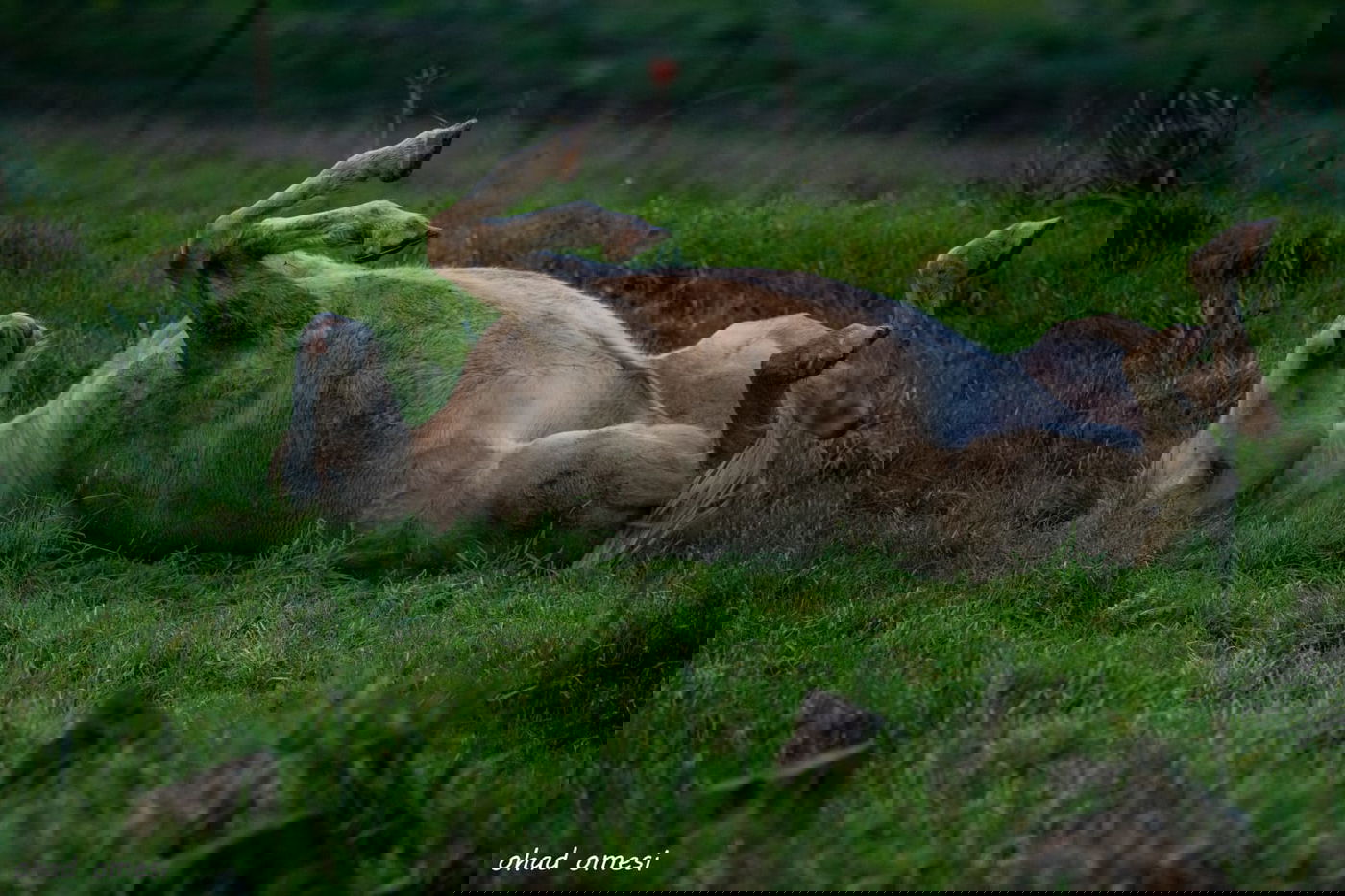 וואו: זרימה מדהימה בנחל דליות ובריכת קשת