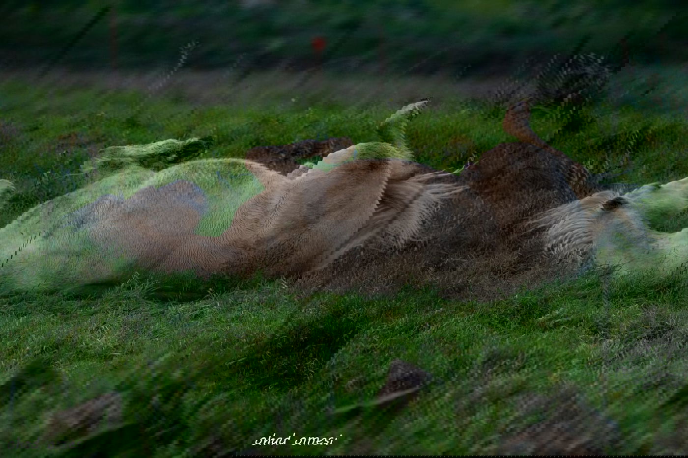 וואו: זרימה מדהימה בנחל דליות ובריכת קשת