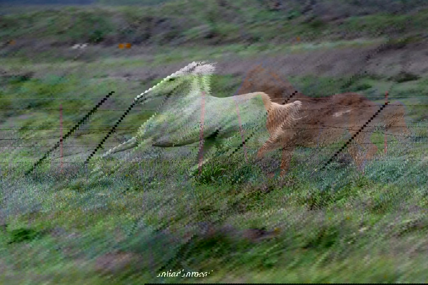 וואו: זרימה מדהימה בנחל דליות ובריכת קשת