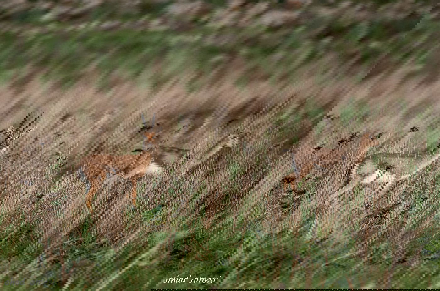 וואו: זרימה מדהימה בנחל דליות ובריכת קשת