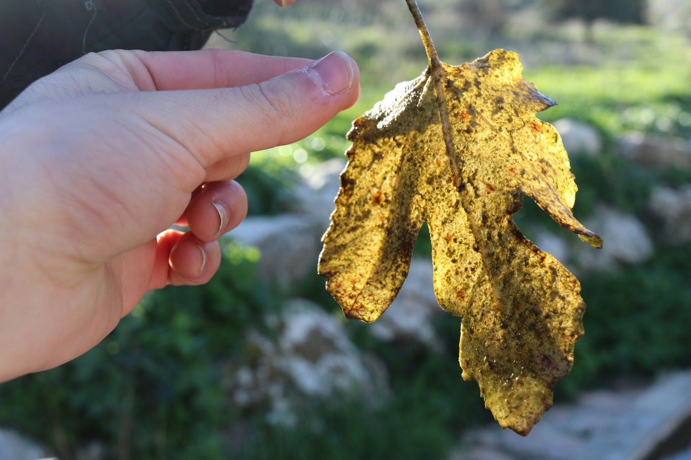 מ'הר גריזים' למצפה שלושת הימים • תיעוד מרהיב
