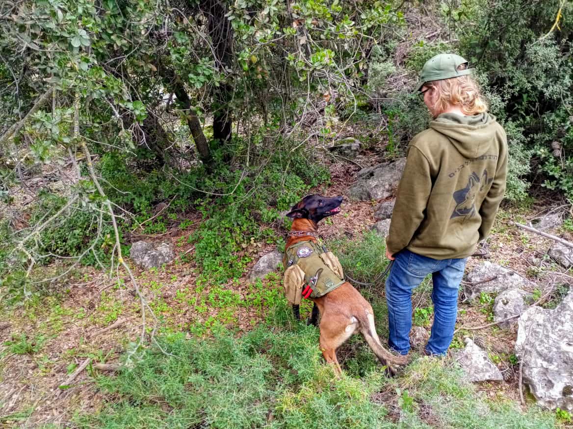 אחרי 620 ימים: חיפושים אחרי הנעדר במירון