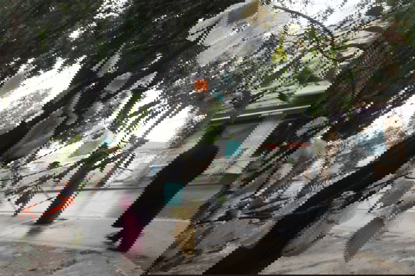 מדוע העץ "מקושט" בעשרות שקיות תלויות