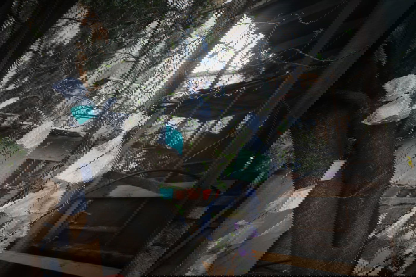 מדוע העץ "מקושט" בעשרות שקיות תלויות