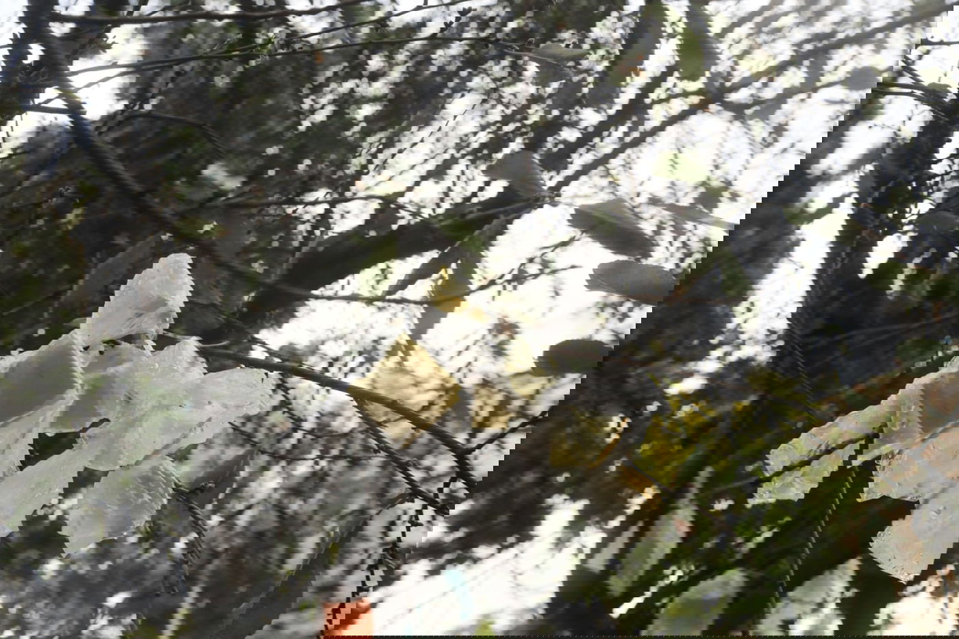 מדוע העץ "מקושט" בעשרות שקיות תלויות