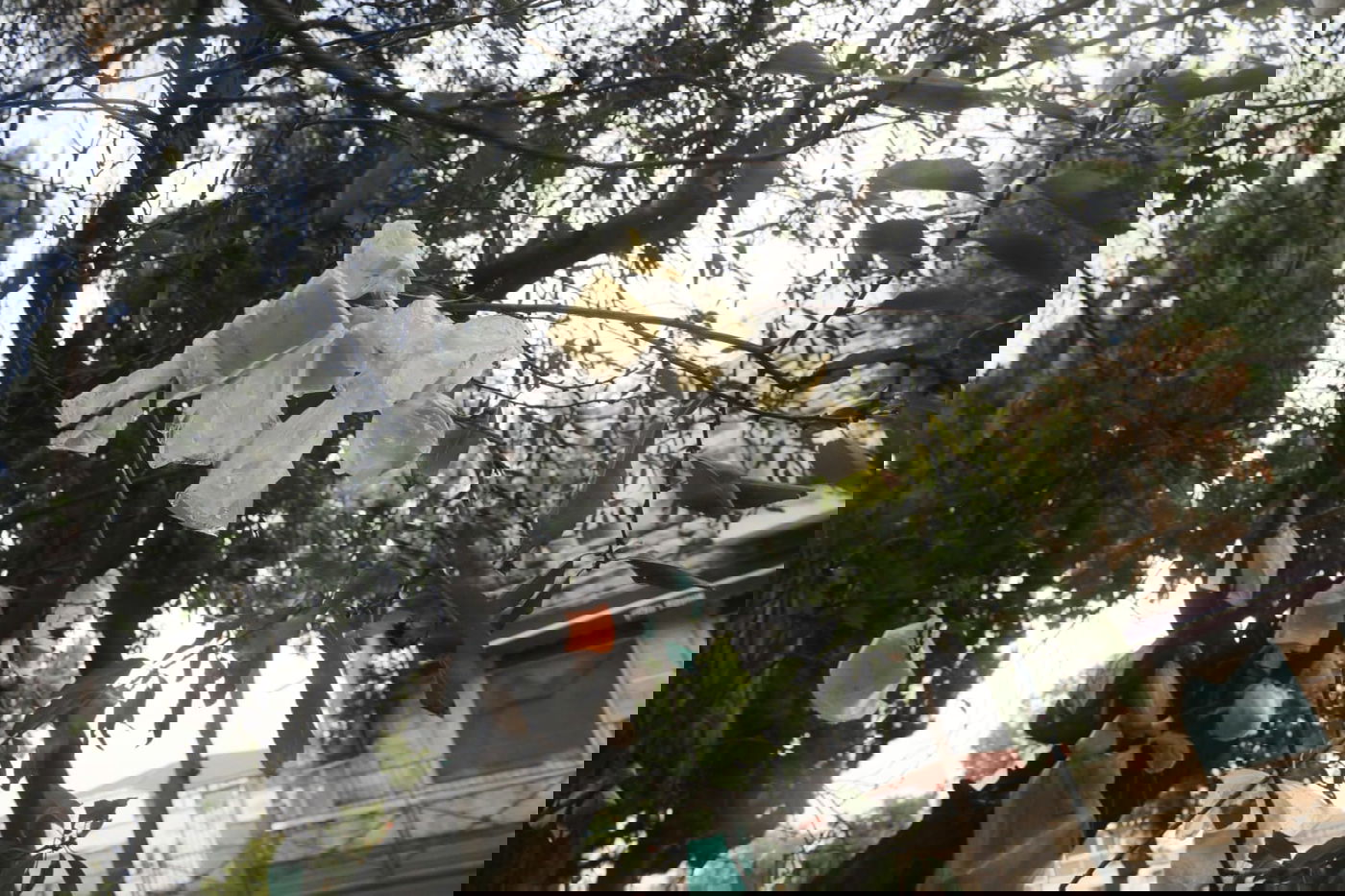 מדוע העץ "מקושט" בעשרות שקיות תלויות