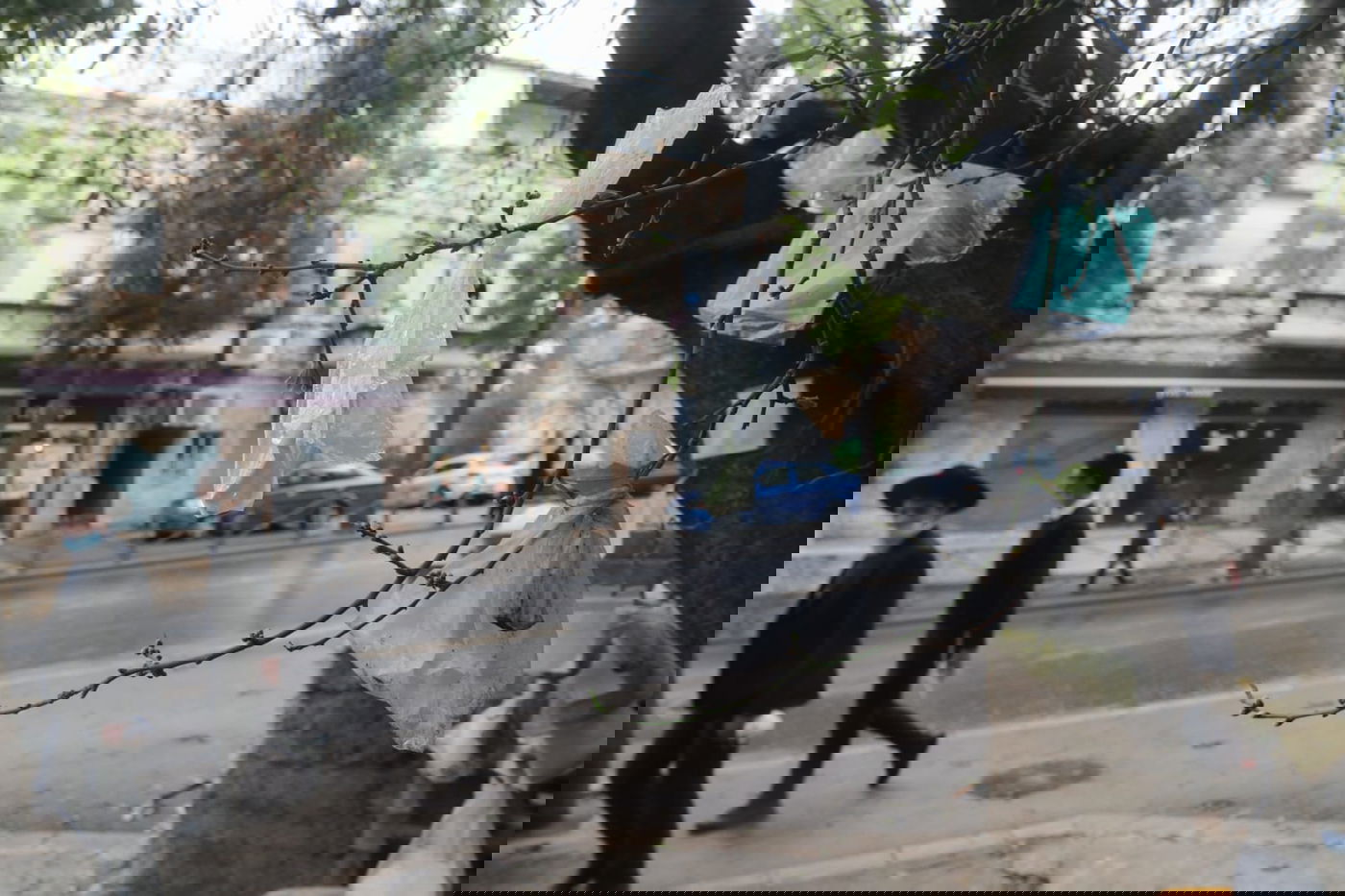 מדוע העץ "מקושט" בעשרות שקיות תלויות