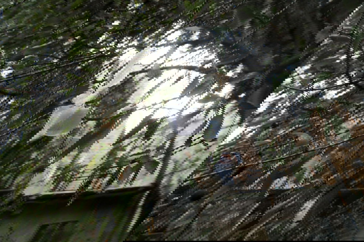 מדוע העץ "מקושט" בעשרות שקיות תלויות