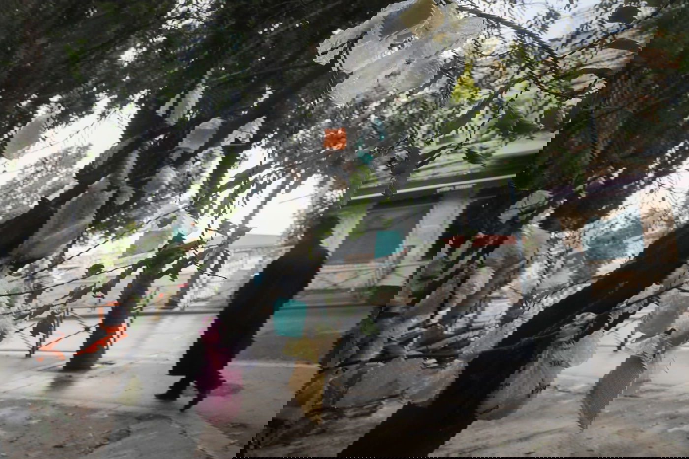 מדוע העץ "מקושט" בעשרות שקיות תלויות