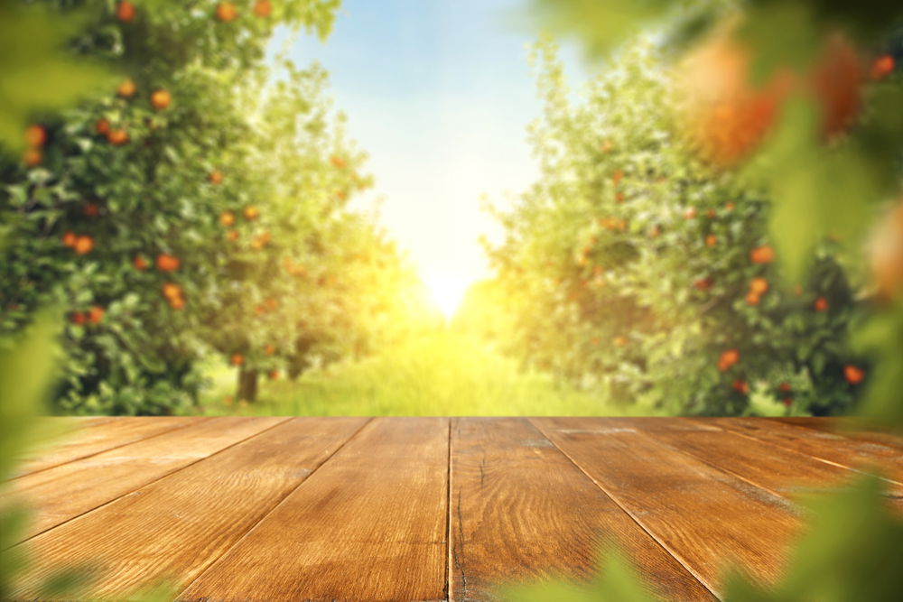 אילוסטרציה