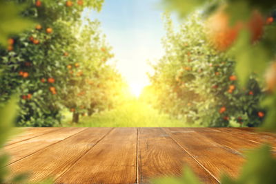 אילוסטרציה