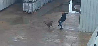 בהלה בצפון: תנים נושכים בני אדם • תיעוד