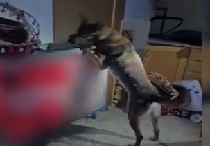 הכלב המשטרתי דינו