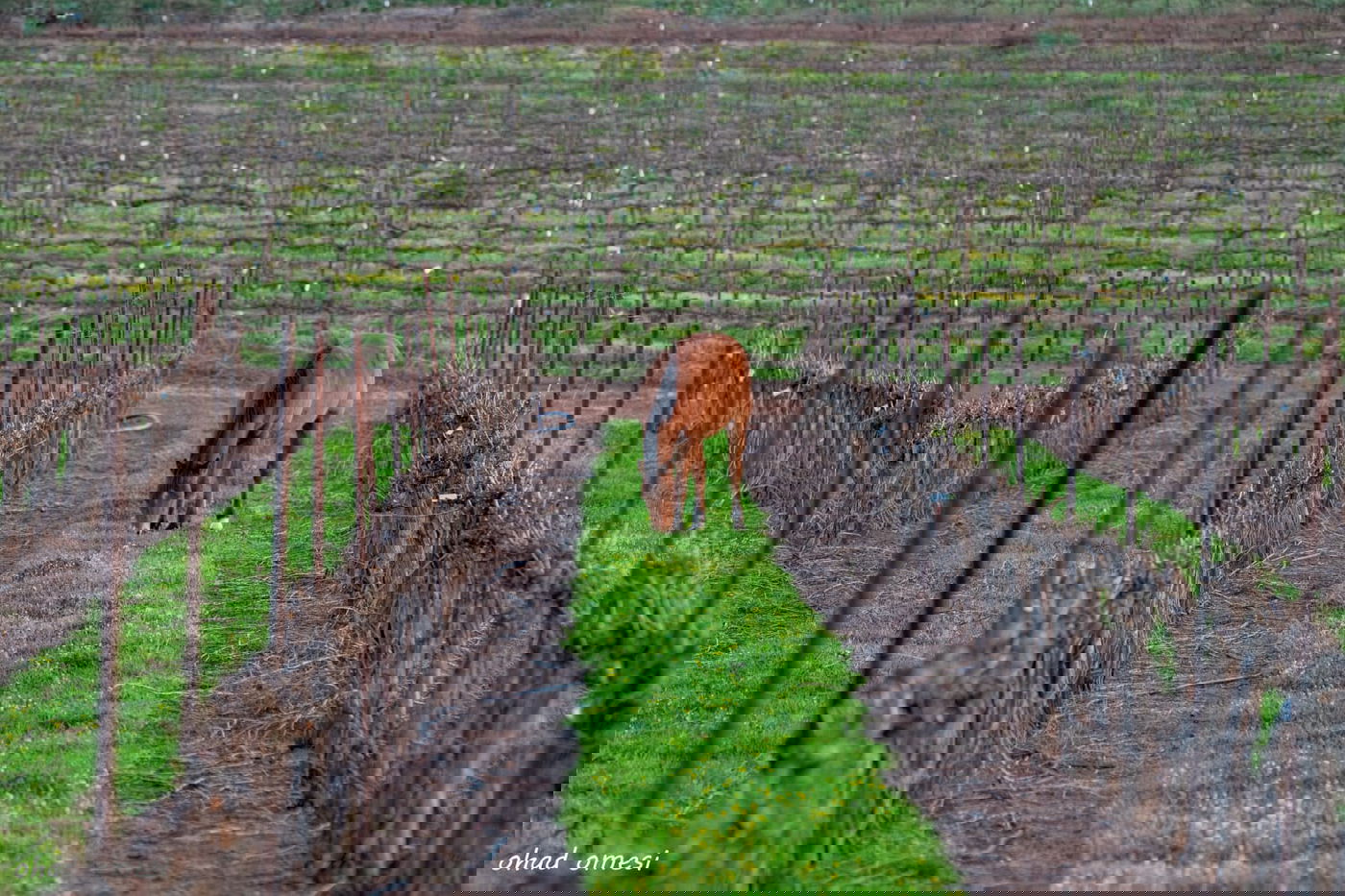 מרהיב: החיות המשוטטות באזור רמת הגולן