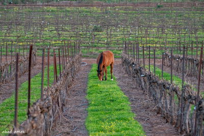מרהיב: החיות המשוטטות באזור רמת הגולן
