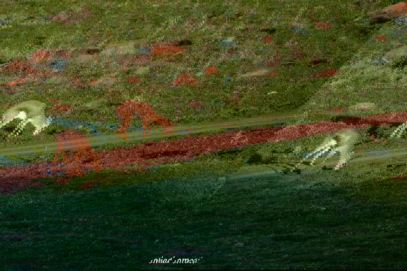 מרהיב: החיות המשוטטות באזור רמת הגולן