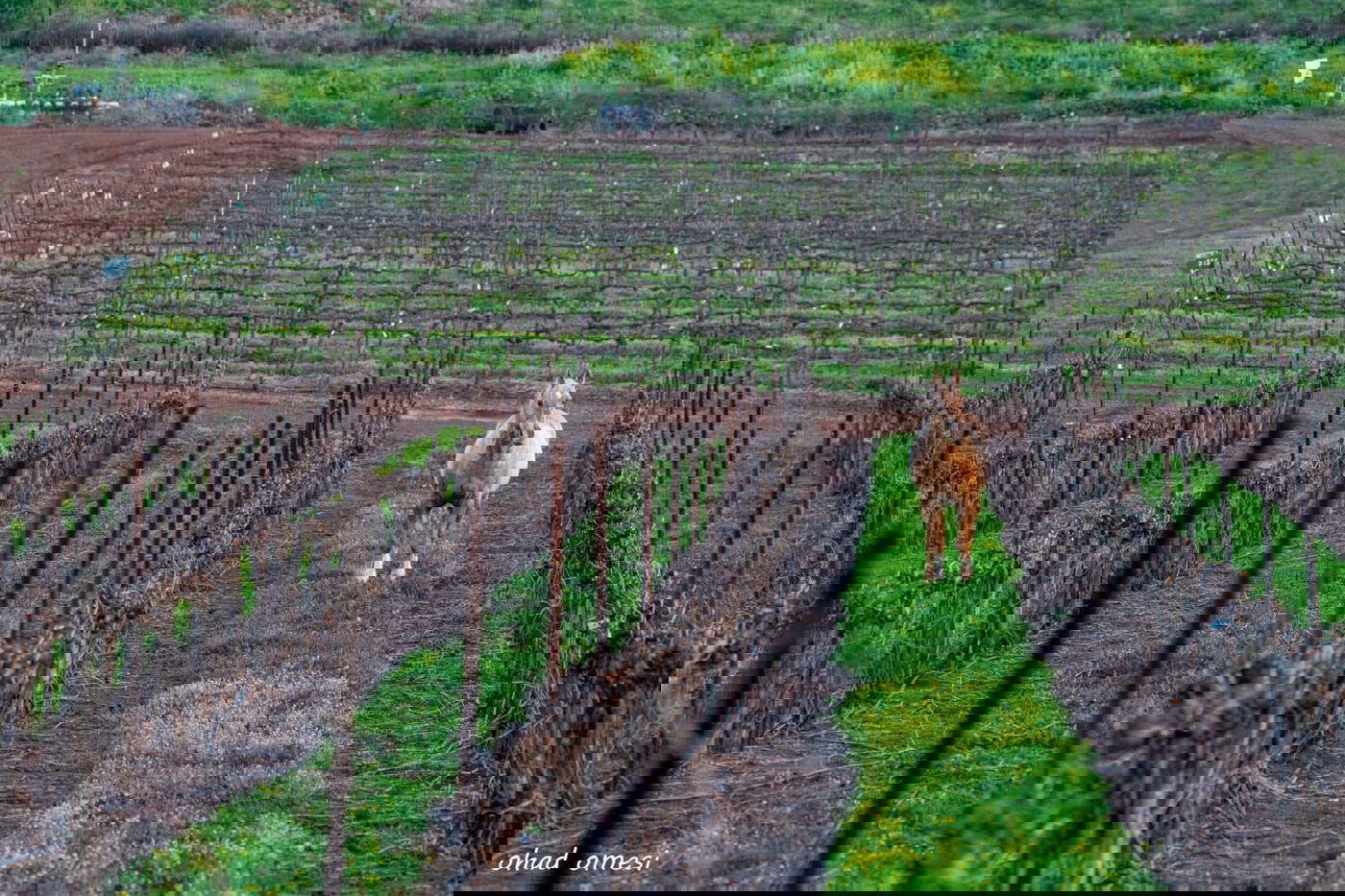 מרהיב: החיות המשוטטות באזור רמת הגולן