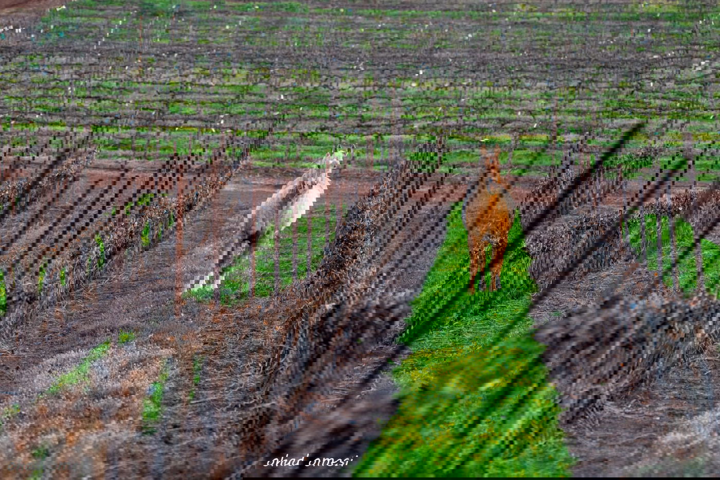 מרהיב: החיות המשוטטות באזור רמת הגולן