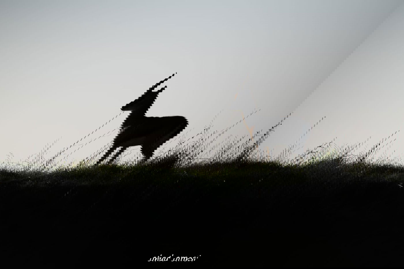 מרהיב: החיות המשוטטות באזור רמת הגולן