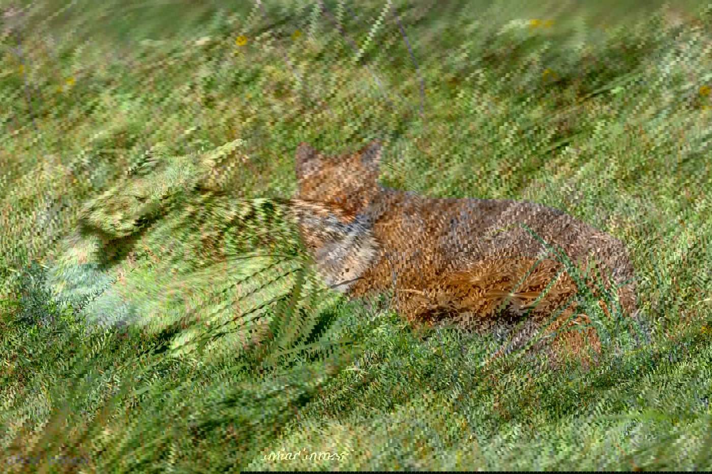 מרהיב: החיות המשוטטות באזור רמת הגולן