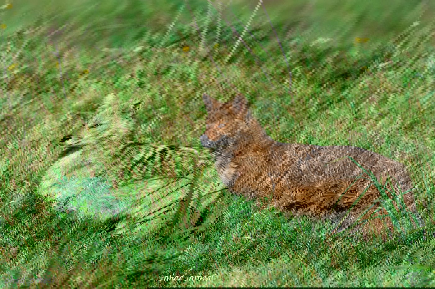 מרהיב: החיות המשוטטות באזור רמת הגולן