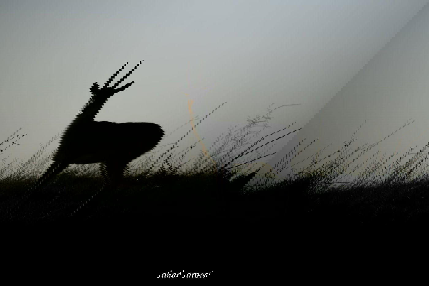 מרהיב: החיות המשוטטות באזור רמת הגולן