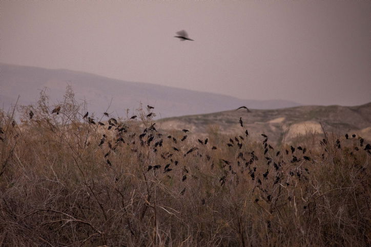 צפו בציפורי הקאק מתכנסות בבקעת הירדן