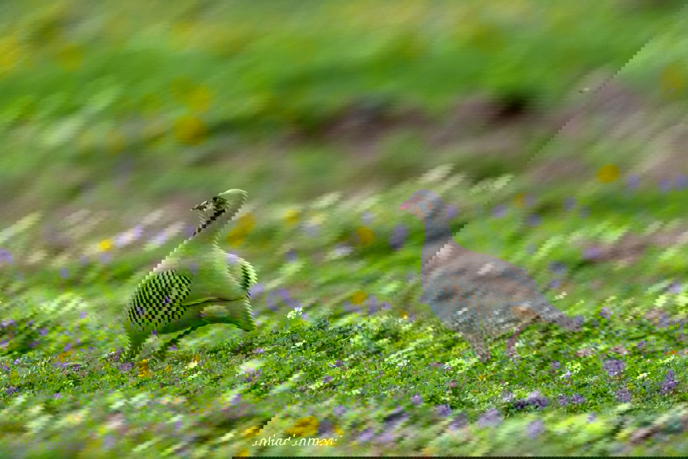 רגע לפני הסערה: תמונות טבע מהגולן • צפו