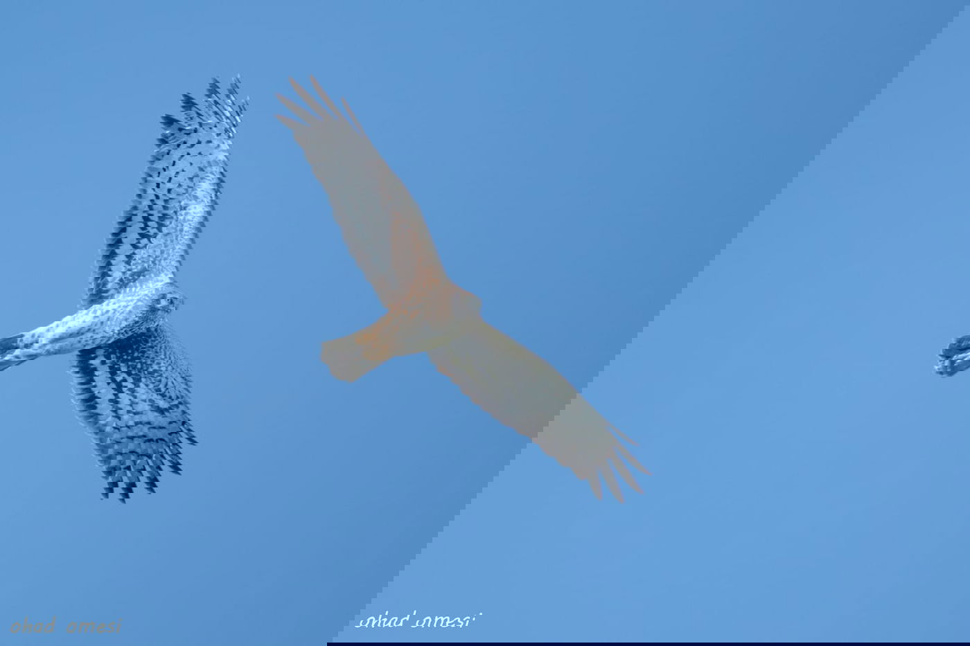 רגע לפני הסערה: תמונות טבע מהגולן • צפו