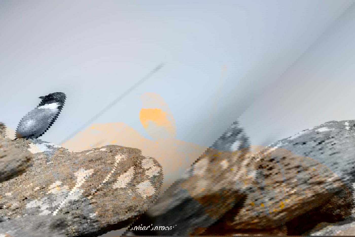 רגע לפני הסערה: תמונות טבע מהגולן • צפו