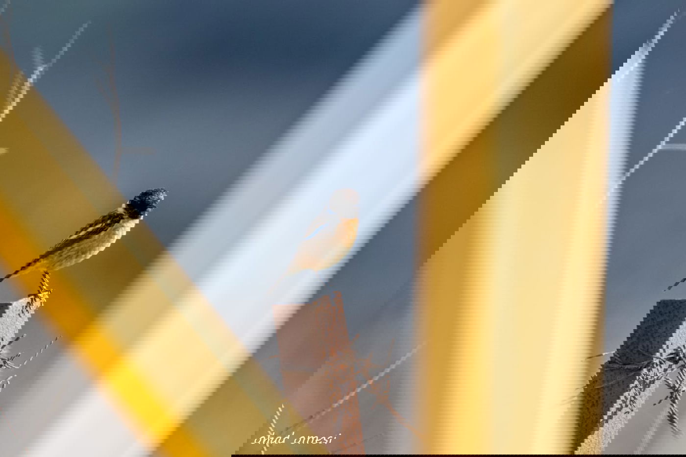 רגע לפני הסערה: תמונות טבע מהגולן • צפו