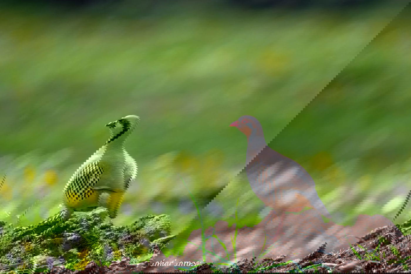 רגע לפני הסערה: תמונות טבע מהגולן • צפו