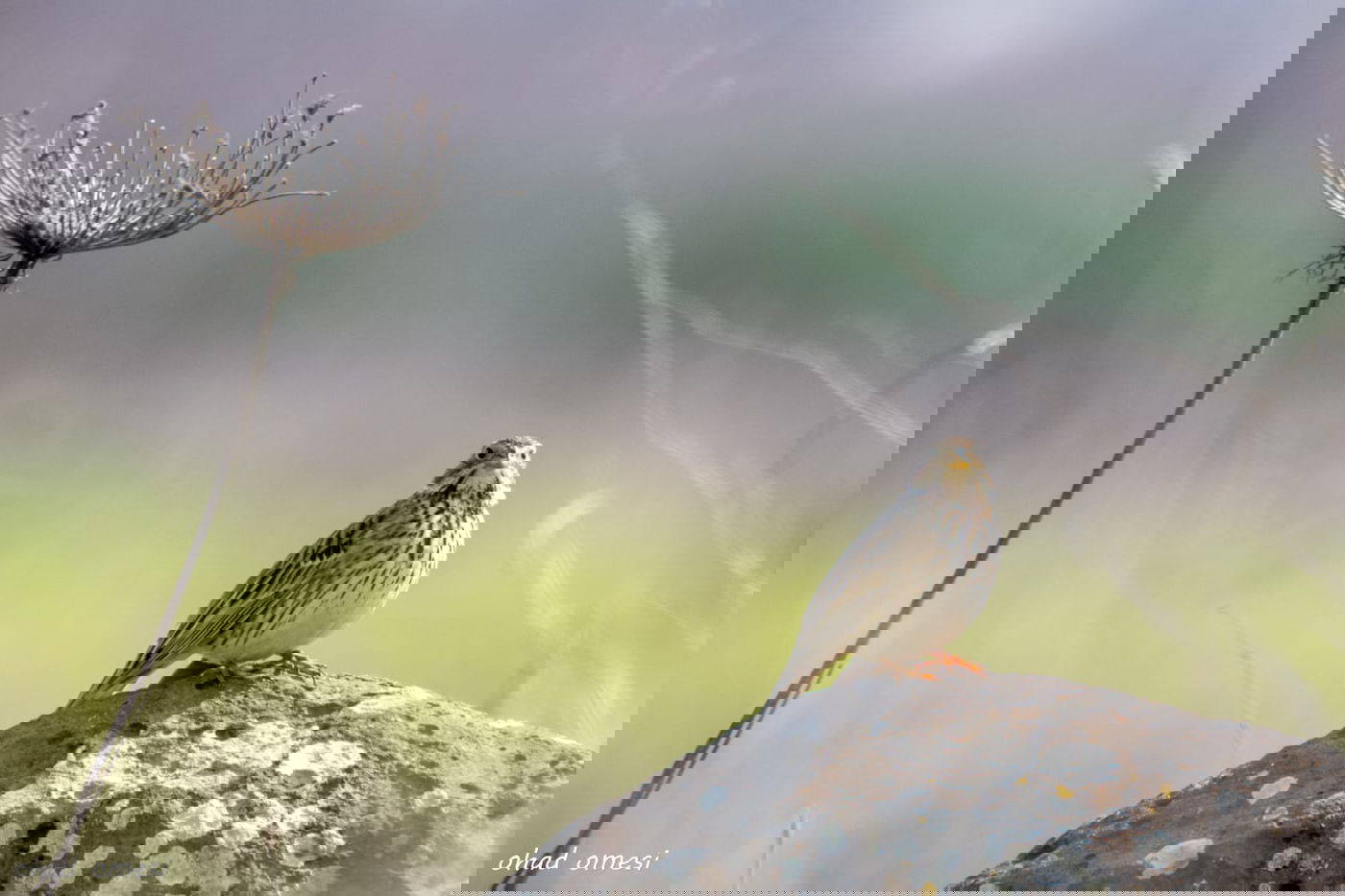 רגע לפני הסערה: תמונות טבע מהגולן • צפו