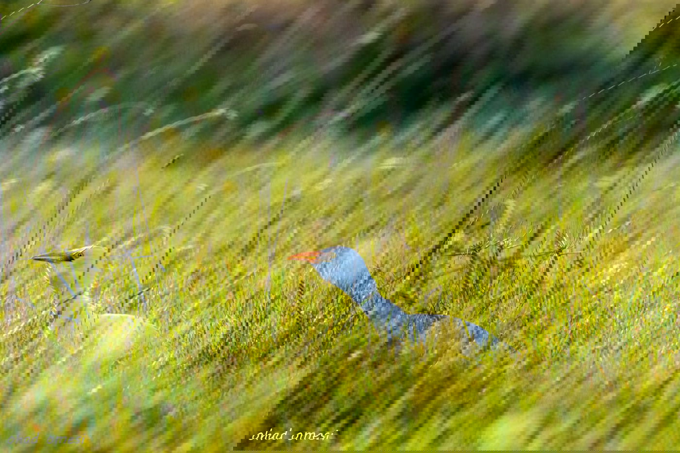 רגע לפני הסערה: תמונות טבע מהגולן • צפו