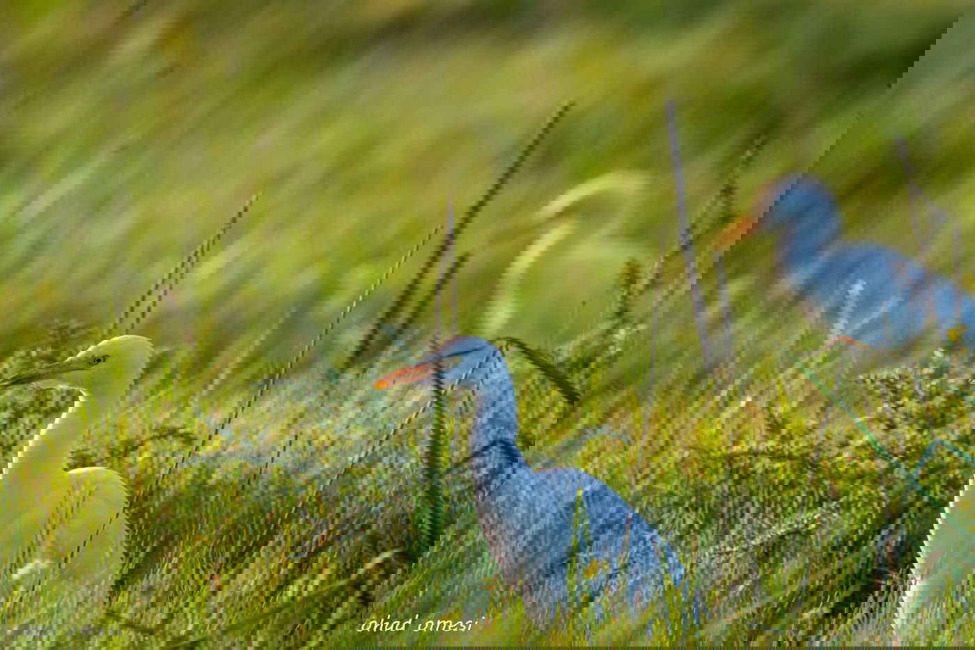 רגע לפני הסערה: תמונות טבע מהגולן • צפו