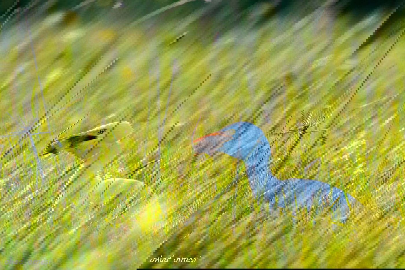 רגע לפני הסערה: תמונות טבע מהגולן • צפו