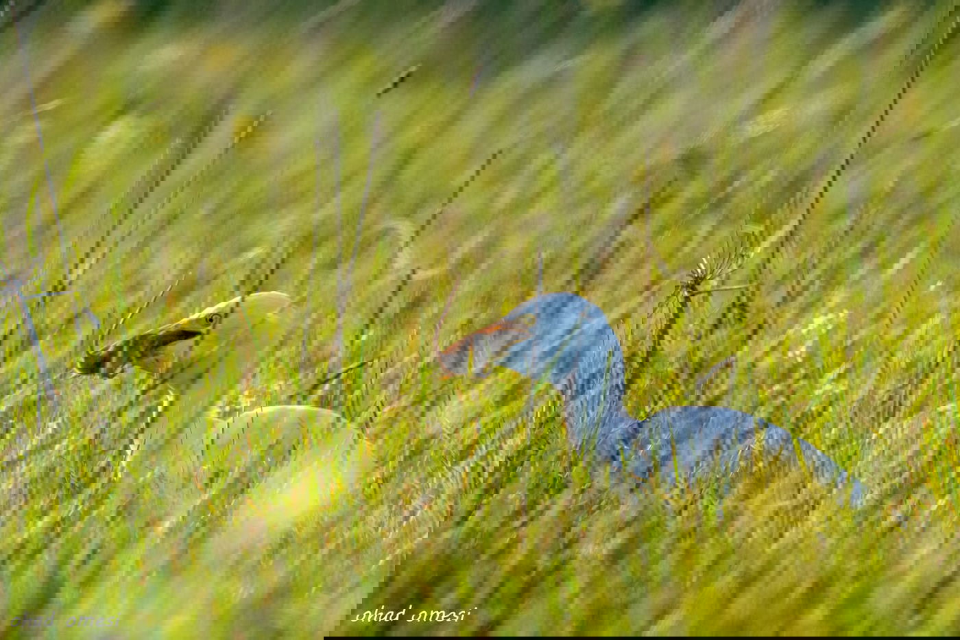 רגע לפני הסערה: תמונות טבע מהגולן • צפו